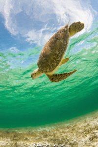 "Turtle In The Sky (With Diamonds)" by Susannah H. Snowden 